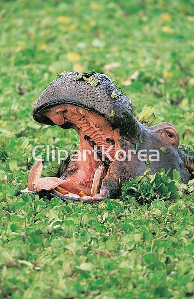 해외작가포토 클립아트코리아 통로이미지 주