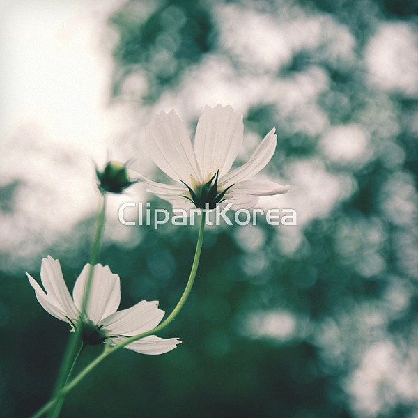 (주) __적합한콘텐츠,계절,꽃,멋,무늬,백그라운드,복고,뷰티,빈티지,사각형,색,시골,식물,신선,야생화,어둠,여름,오지,이펙트,자연,작음,초록색... 
