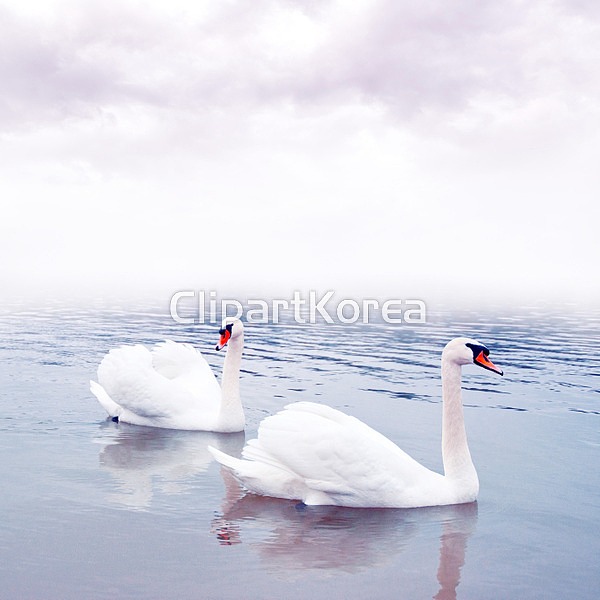 해외작가포토 - 클립아트코리아 :: 통로이미지(주) 1,__적합한콘텐츠,고요,뜨기,반영,백조,뷰티,사랑,쌍,아침,안개,야생동물,오지,일출[일몰],자연... 