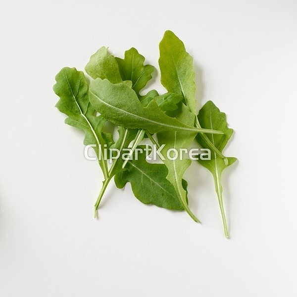 해외작가포토 - 클립아트코리아 :: 통로이미지(주) __적합한콘텐츠,누끼,루꼴라,비타민,사람없음,샐러드,스튜디오,신선,실내,음식,음식재료,채소... 