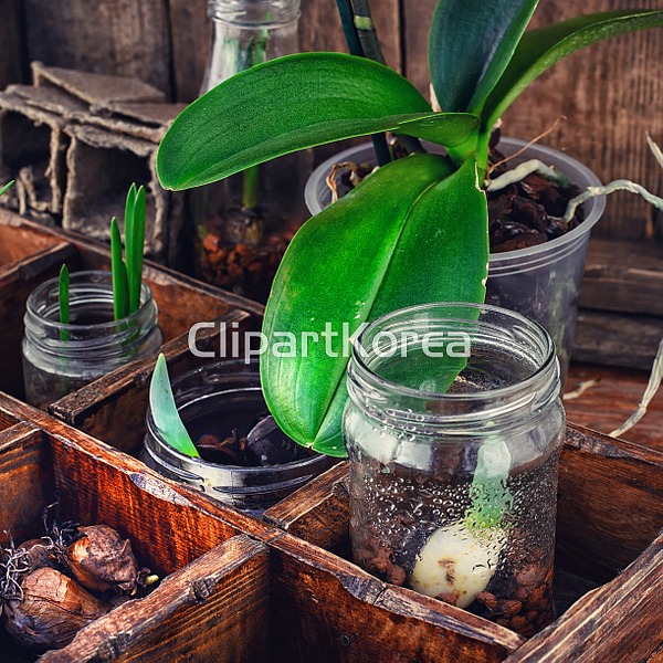 (주) __적합한콘텐츠,계절,꽃,꽃봉오리,농업,농장,땅,모종,목재,봄,상자... 식물,싹,씨,원예,잎,작음,재배,정원,지저분함,채소,초록색,해외포토,허브,흙