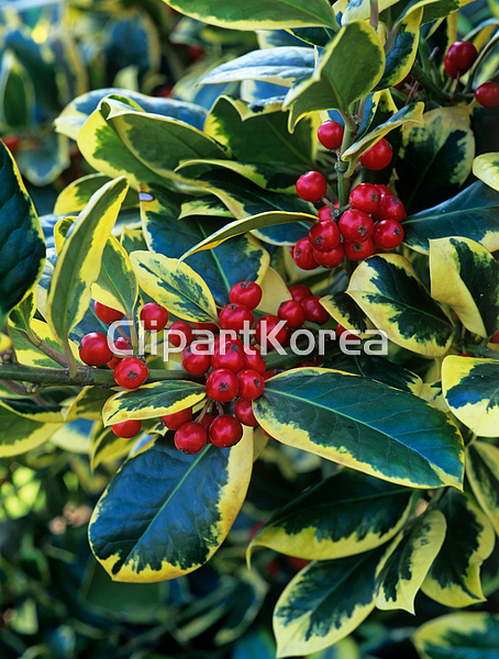 해외작가포토 - 클립아트코리아 :: 통로이미지(주) __적합한콘텐츠,겨울,과일,번식,베리,부분,생물학,식물,식물학,원예,잎,자연,해외포토... 