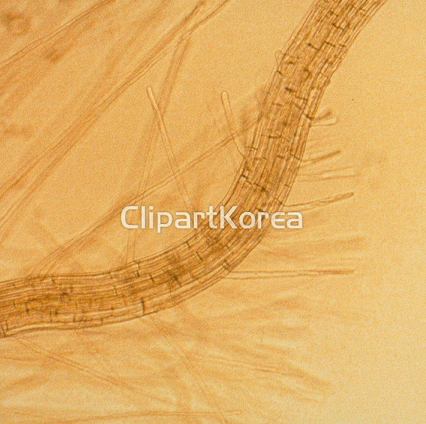 해외작가포토 - 클립아트코리아 :: 통로이미지(주) __적합한콘텐츠,루트,문자,뿌리,식물,식물학,자연,해외포토,해외프리미엄콜렉션