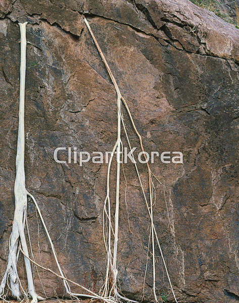해외작가포토 - 클립아트코리아 :: 통로이미지(주) __적합한콘텐츠,루트,무화과,뿌리,식물,식물학,자연,해외포토,해외프리미엄콜렉션