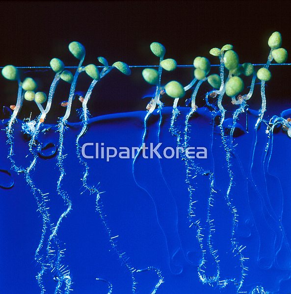 해외작가포토 - 클립아트코리아 :: 통로이미지(주) __적합한콘텐츠,루트,문자,문화,식물,식물학,유전공학,유전자,잎,해외포토,해외프리미엄콜렉션