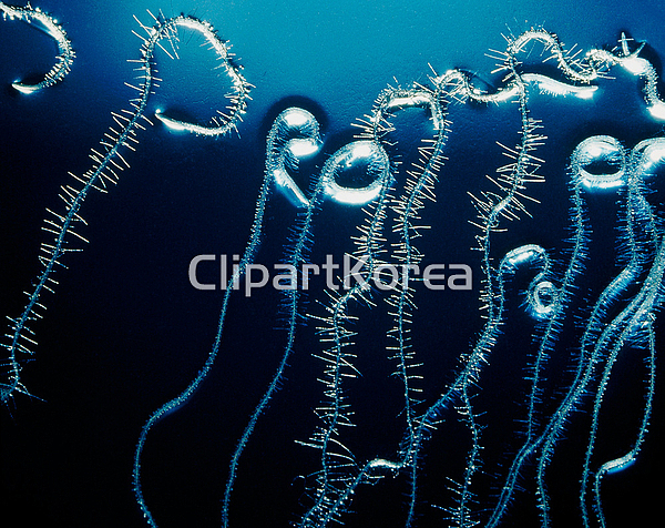 해외작가포토 - 클립아트코리아 :: 통로이미지(주) __적합한콘텐츠,루트,문자,문화,뿌리,식물,식물학,유전공학,유전자,해외포토,해외프리미엄콜렉션
