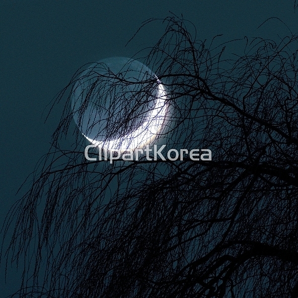 해외작가포토 - 클립아트코리아 :: 통로이미지(주) __적합한콘텐츠,나무,나뭇가지,달,사람없음,실루엣,천문,초승달,해외포토,해외프리미엄콜렉션