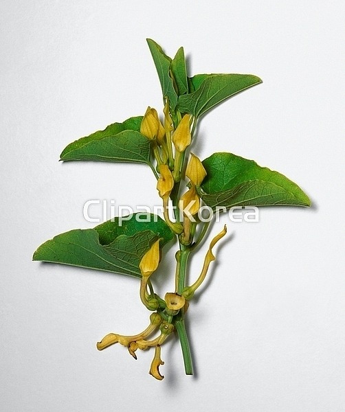 해외작가포토 - 클립아트코리아 :: 통로이미지(주) 독,루트,사람없음,생물학,식물,야생,여러해살이풀,자연,해외포토