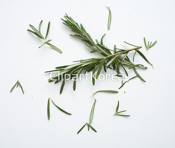 해외작가포토 - 클립아트코리아 :: 통로이미지(주) 꿀풀,나뭇가지,누끼,로즈메리,사람없음,잎,초록색,클로즈업,해외포토,허브