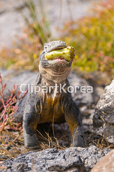 해외작가포토 - 클립아트코리아 :: 통로이미지(주)