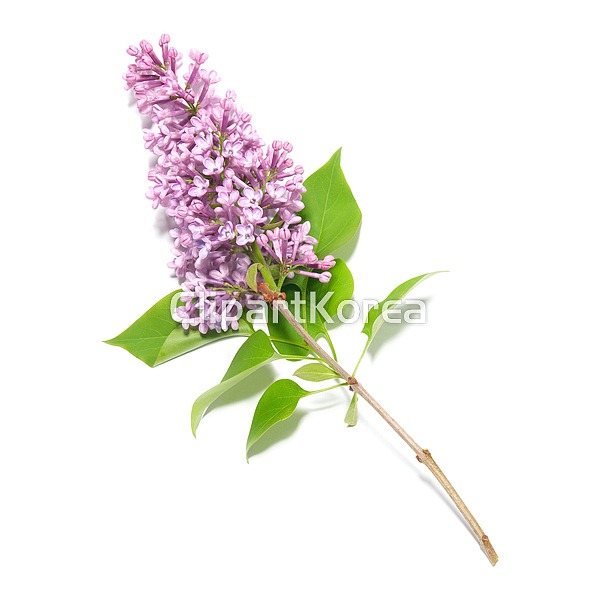 cb089001707 / JPG - 멤버십 해외작가포토