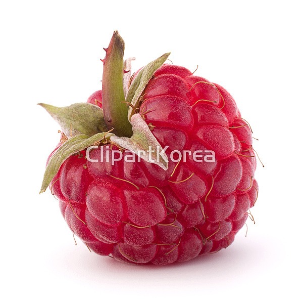 해외작가포토 - 클립아트코리아 :: 통로이미지(주) 1,__적합한콘텐츠,날것,누끼,디저트,라즈베리,베리,비타민,빨간색,산딸기,스튜디오,신맛,신선... 