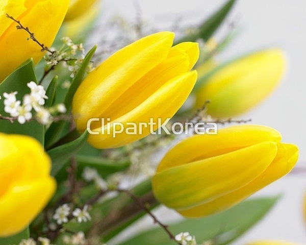해외작가포토 - 클립아트코리아 :: 통로이미지(주) __적합한콘텐츠,계절,금속,꽃,꽃다발,노란색,봄,부케,사람없음,스튜디오,식물,실내,아웃포커스... 