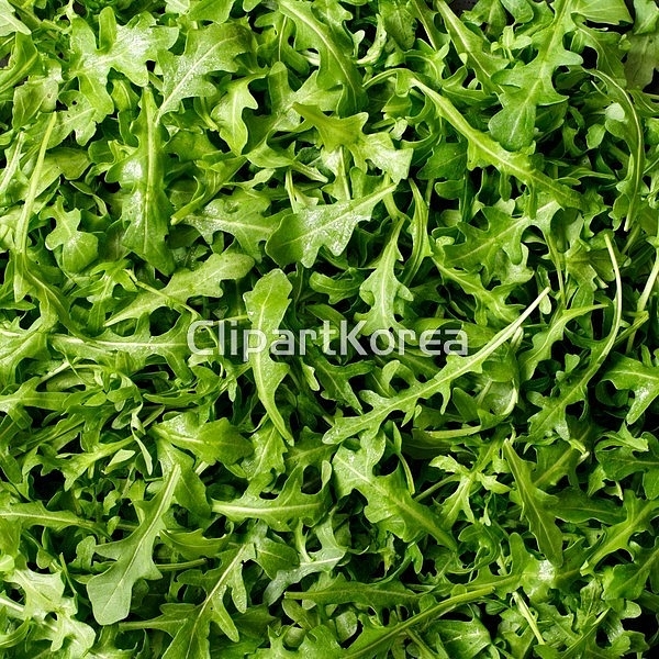 해외작가포토 - 클립아트코리아 :: 통로이미지(주) __적합한콘텐츠,루꼴라,비타민,사람없음,샐러드,스튜디오,신선,실내,양상추,음식,음식재료,잎... 