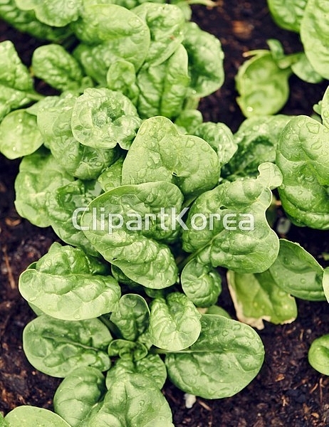 pc003978703 / JPG - 멤버십 해외작가포토