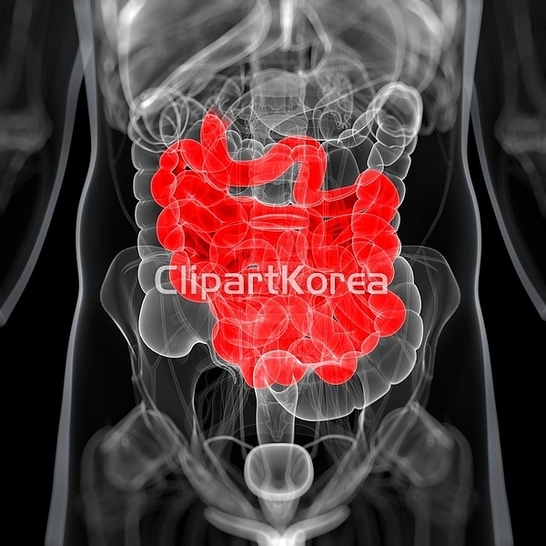 pc004017274 / JPG - 멤버십 해외작가포토