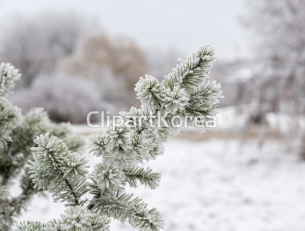 통로이미지(주) 12월,1월,__적합한콘텐츠,겨울,계절,공원,나무,나뭇가지,날씨,냉동,눈[날씨],눈꽃,덮기,무늬,바늘,빛,서리,성에,소나무,숲,식물... 