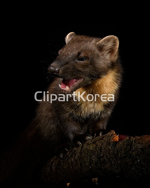 pc0020388147 / JPG - 멤버십 해외작가포토