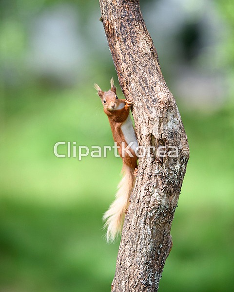pc0020570475 / JPG - 멤버십 해외작가포토