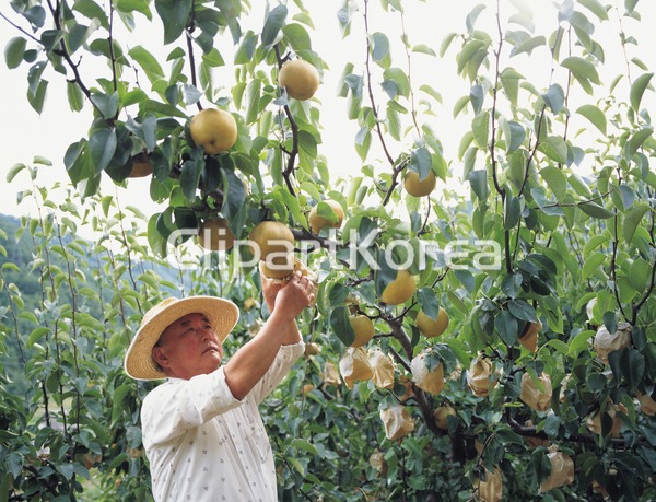 배,배나무,과수원,진주시,경남 / tc00240083657 / JPG - 멤버십 국내작가포토