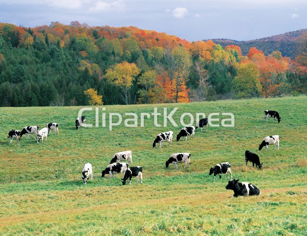 젖소,버몬트주,미국 / tc00240084096 / JPG - 멤버십 국내작가포토