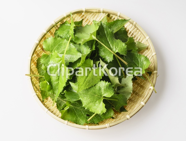 클로즈업,취나물,물방울,소쿠리 / tc00240099139 / JPG - 멤버십 국내작가포토